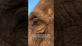 Elephant Cries After Losing Its Best Friend 😢