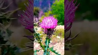 Natural pink flowers|प्राकृतिक गुलाबी फूल|Натуральные розовые цветы|Bunga merah muda alami|#Flowers