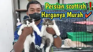 Harga kucing Persia Scotish❗ Ada juga persia medium