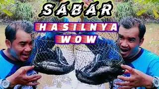 awalnya plung nyut!terjadi kegaduhan ikan kabur!#mancing gabus betok di hutan pedalaman bengalon!