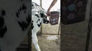 Milk Feeding in calves #cow #animals #shorts #youtubeshorts #subscribe