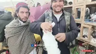 Nowshera pets Mela Rates updates..🐰 #viral #youtube #youtubeshorts 