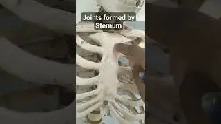 Joints formed by sternum | Manunbriosternal joint | Xiphisternal joint | #logicmedico