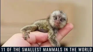 11 of the Smallest Mammals in the World