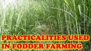 Practicalities used in fodder farming
