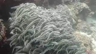 Juvenile bluespotted trevally schooling with striped catfish in Anda, Bohol, Philippines