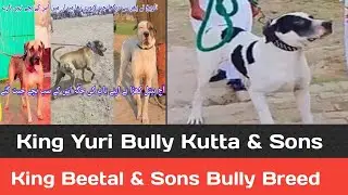 Pakistani Bully Kutta King Yuri | Bully Breed #pakistanibully Animal World Tv