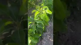 Балконная груша Санреми Россия | Small Gardens. Колоновидная груша карликовая Сабрина