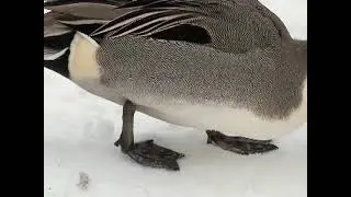 Why Birds Do not Need Socks