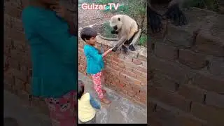 Gulzar TV kids cartoon
