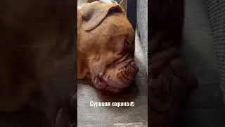 Суровая охрана🐶 #shortvideo #dog #dogbeauty #doglover #shortsvideo #подпишись