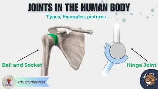 JOINTS | What Really Connects Your Bones