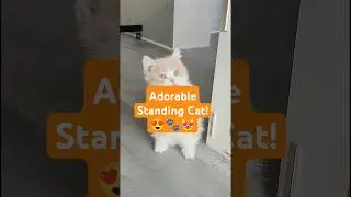 Adorable Standing Cat! (≧◡≦) ♡ #CuteCat #StandingCat #CatShorts #AdorableCat #PetLovers #CatVideo
