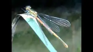 Vuurjuffer - Pyrrhosoma nymphula