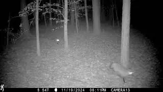 Fox Sounds Like A Woman Screaming