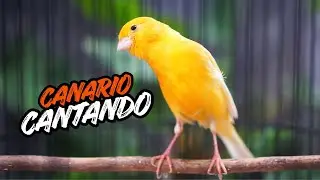 professor canário para o seu bebê - treinamento de canto canário