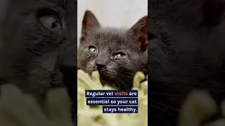 Common health problems in cats