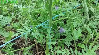 Culturi asociate: Facelia și roșii. Cum s-au dezvoltat roșiile plantate &icirc;n covorul verde