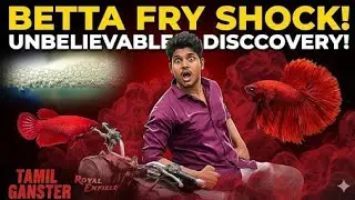 Betta Fish Breeding In Tamil step by step Part 1 😧🙄😻