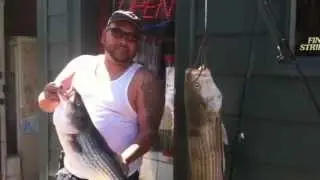 RI Striper Report Striped Bass Caught by Livelining Pogies Seekonk River Pawtucket RI