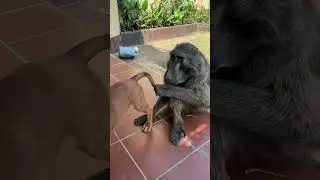 Rigby the Puppy was not getting away from Cindy the Baboon cuddles! 🥰 #baboon #puppy #cuteanimals