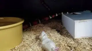 Stuart's Milk Snake feeding