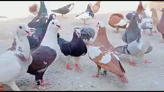 tahir ustad rangdar pigeons