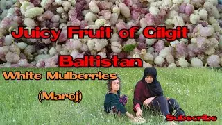 Fresh white Mulberries in Gilgit|| Gilgit Diaries Ep. 3|| Seema Batool