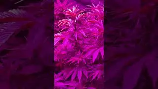 Inicio de flora de gorilla girl scout cookies 🍀🍀✌🏼✌🏼