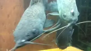Boga Fina - Schizodon borellii
