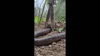 뱀 함정, 코브라 - Latest simple self-catching snake trap ideas #snake  #shorts #trending #shortvideo