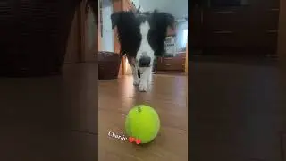 Charlie Is best friend #bordercollie #dog #puppy #bordercolliepuppy #bordercollielove #friend
