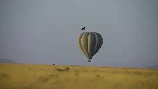 Luxury African Safari Tours