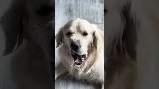 Frankie&rsquo;s stretchy face #goldenretriever #stretch #faceyoga #pullingfaces #restingdogface