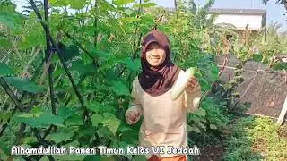 Panen Timun sayur kita
