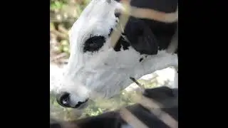 Cow song 2021 | Polish Cow #Shorts
