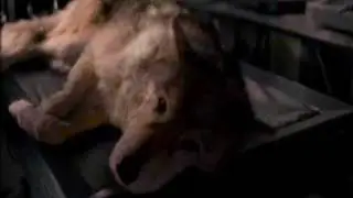 X Files Dog to Wolf Morph