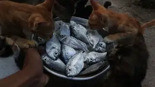 Cat eat fish for dinner | Kitten Eat raw fish | Cat eat Delicious fish