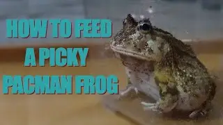 How To Assist Feed A Picky Pacman Frog