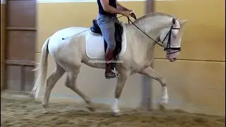 **SOLD** Lusitano horse for Sale | Isabelo Lusitano Stallion 2020 (#MP538)