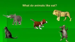 What do animals like to eat?