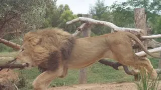WARNING WILD ANIMAL ON THE LOOSE!