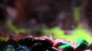 Live Sea Monkeys in Action!