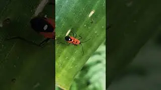 True bug#bug #pest #macro #video #nature #behaviour #movement #peace #mindful #observation #colorful