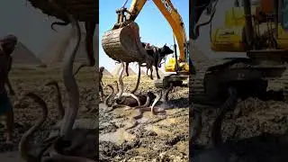 Cow Trapped in Mud Near Pyramids Surrounded by Snakes | JCB Rescue Operation