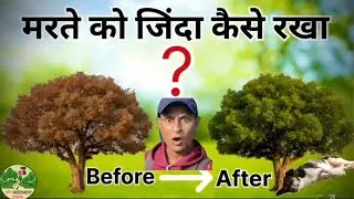 **मरते पेड़ को ज़िंदा कैसे रखे..? Tree Bark Damage का 100% सफल देसी इलाज! #environment 