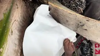 pusat penelitian kelapa sawit