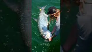 First Tarpon Of The 2023 Season👑🙌 #shorts #tarpon #fishing