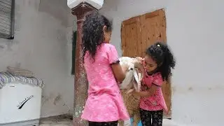 .....قصة الخروف الذي هرب من رجل وماذا حدث