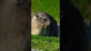 African Rock Rabbit seen in the wilderness #shorts #wildlife